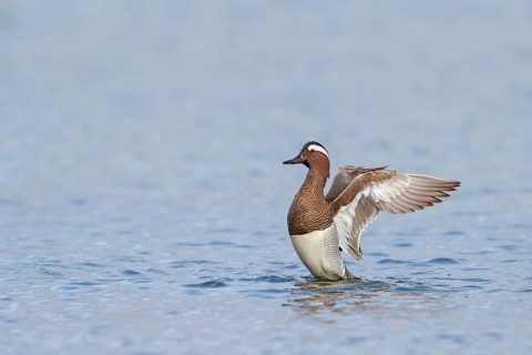 Garganey, (Anas querquedul), duck family, East Khawr / Khawr Ad Dahariz, Salalah, Dhofar, Oman,
