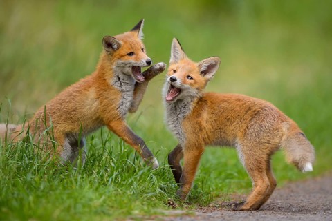 Red fox (Vulpes vulpes), two young foxes playing and practising fighting with each other, summer,