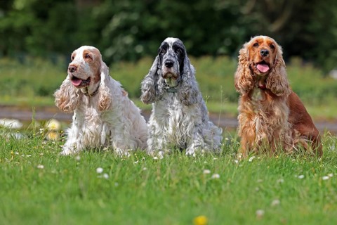 Cocker Spaniel, 3 colours