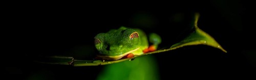 Red-eyed tree frog (Agalychnis callidryas) on a leaf, macro photograph, black background,