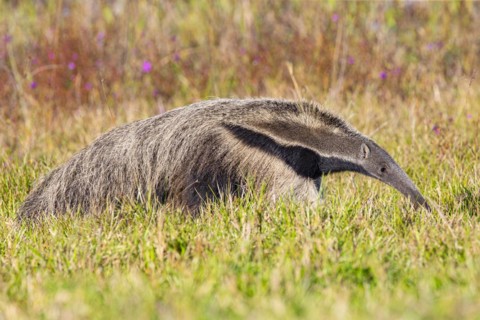 Giant anteater (Myrmecophaga tridactyla) Pantanal Brazil