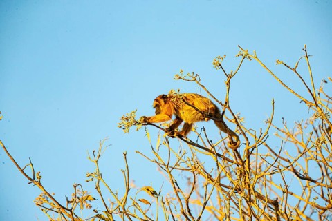 Black howler (Alouatta caraya) Pantanal Brazil