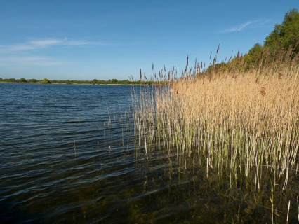 Reed bank at Mechower See in Northwest Mecklenburg in the Schaalsee UNESCO Biosphere Reserve,