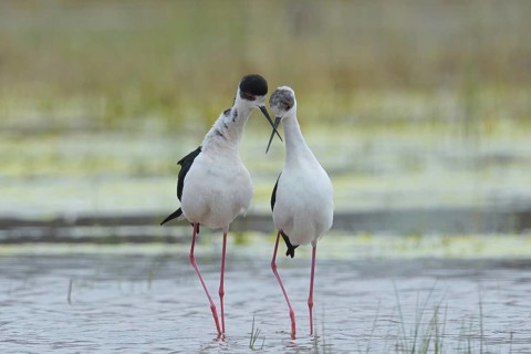 Black-winged Stilt (Himantopus himantopus), mating season, in water, Burgenland, Austria, Europe