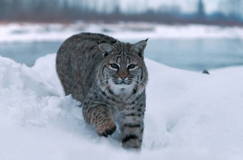Bobcat (Lynx rufus)