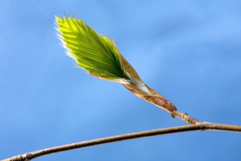 European beech (Fagus sylvatica) leaf emerging from bud, Belgium, Europe