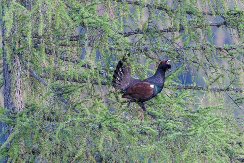 Western capercaillie (Tetrao urogallus) at courtship display in a tree National Park Kalkalpen,