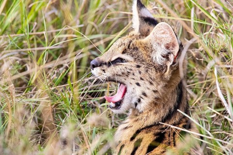 Serval (Leptailurus serval) Masai Mara Kenya