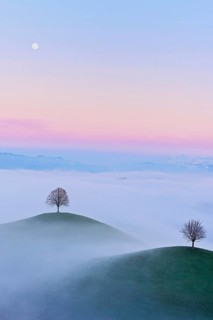 Linden trees (Tilia), in drumlin landscape in the fog, in the light of the blue hour and full moon,