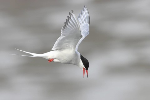 Arctic tern (Sterna paradisaea), calling with open beak, flying over mudflats, Schleswig-Holstein,