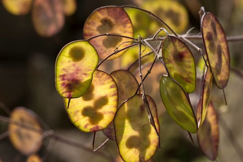 Autumn annual honesty (Lunaria), Bavaria, Germany, Europe