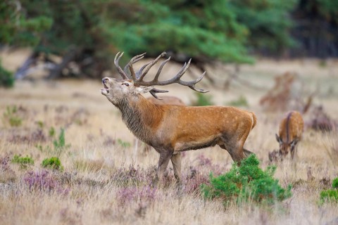 Red deer (Cervus elaphus) in the Hoge Veluwe National Park, Netherlands