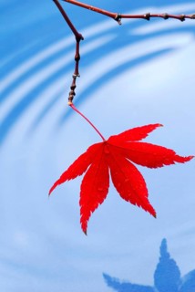 Leaf, Downy Japanese Maple (Acer japonicum) sycamore
