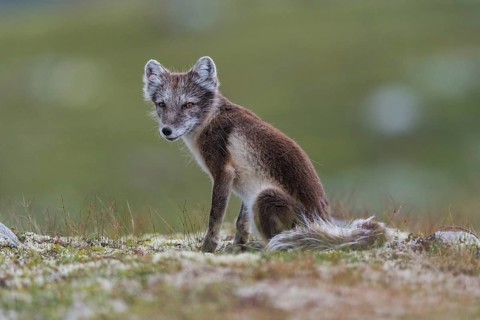 Arctic fox (Alopex lagopus), Varanger, Northern Norway, Norway, Europe
