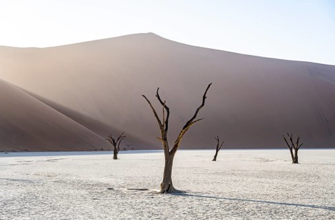 Dead camelthorn trees (Acacia erioloba) in Deadvlei, behind huge red sand dune Daddy Dune,