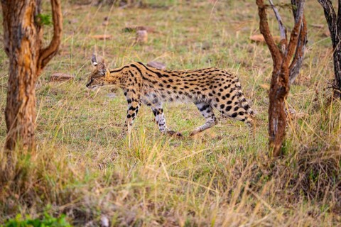 Serval (Leptailurus serval) Masai Mara Kenya