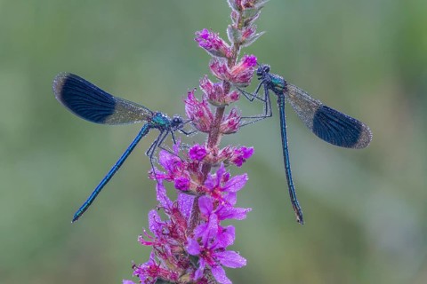 Banded Demoiselle (Calopteryx splendens), Upper Austria, Austria, Europe
