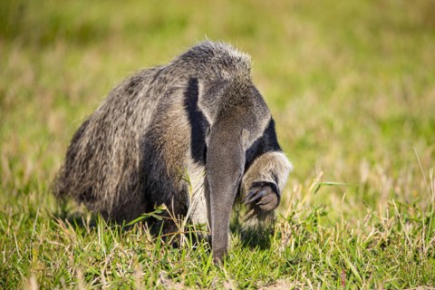 Giant anteater (Myrmecophaga tridactyla) Pantanal Brazil