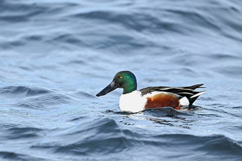Northern shoveler (Spatula clypeata) (Syn.: Anas clypeata), male swimming on Lake Zug, Switzerland,
