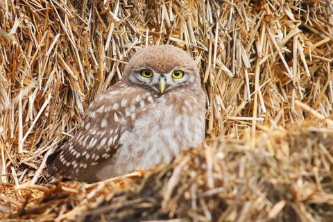 Little owl (Athene noctua) young bird sitting on a bale of straw, endangered bird species in