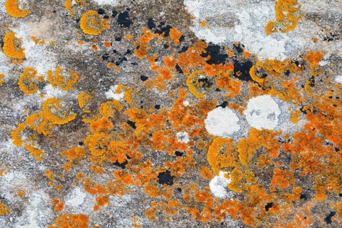 Brightly coloured lichens on rocks in Brittany, France, Europe