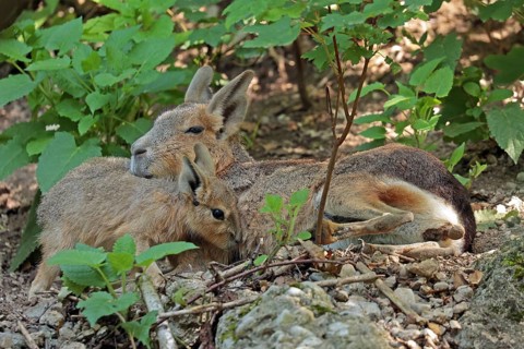 Mara (Dolichotis patagonum) with juvenile, captive