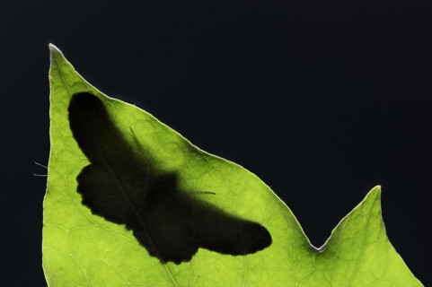 Ash-grey moth (Hypomecis punctinalis), male on a leaf in backlight, moth, North Rhine-Westphalia,