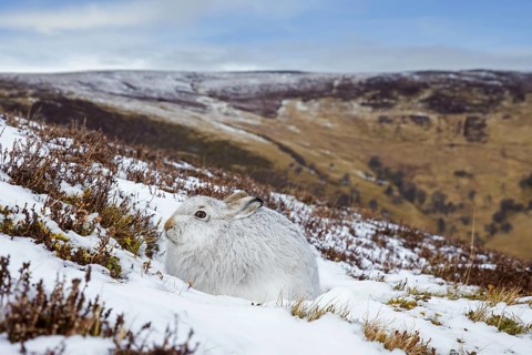 Mountain hare, alpine hare, snow hare (Lepus timidus) in white winter pelage resting in the hills