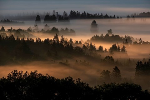 Fog between trees in the morning light, backlight, autumn, Loisach-Lake Kochel moor, Alpine
