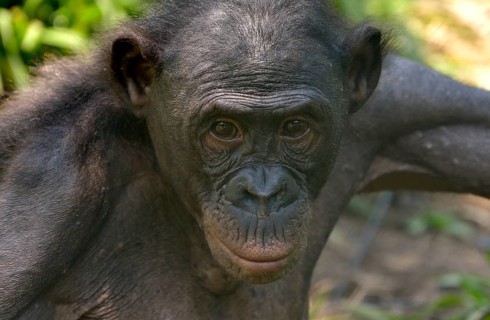 Bonobo (Pan paniscus), portrait, Lola ya Bonobo Sanctuary, Kimwenza, Mont Ngafula, Kinshasa,