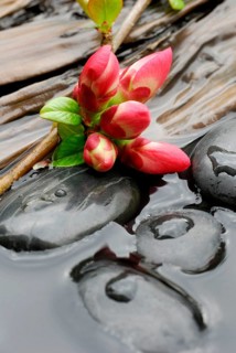 Chaenomeles japonica (Chaenomeles japonica), branch with flowers, stones and wood in water