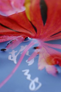 Maple leaf in water, Japanese characters, Smooth Japanese maple (Acer palmatum)