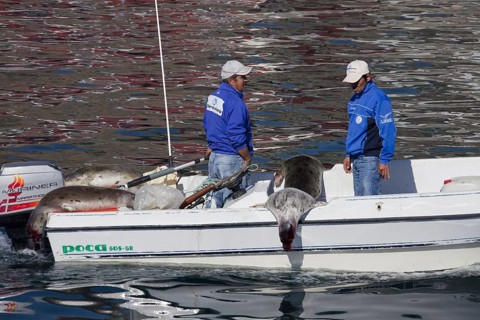 Shot Harp seals (Phoca groenlandica) in Inuit hunter's motorboat, Uummannaq, North-Greenland,