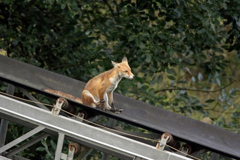 Red Fox (Vulpes vulpes) on band conveyor, Germany, skidding, Europe