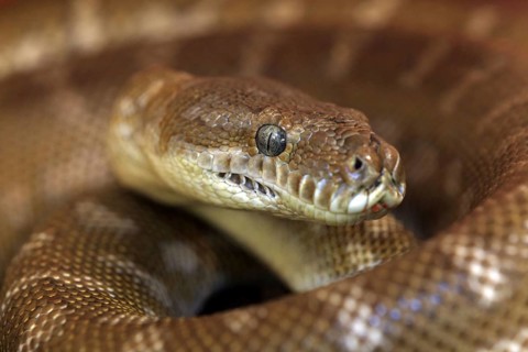 Central Carpet Python, Northern Territory, Australia (Morelia bredli)