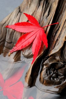 Downy Japanese Maple (Acer japonicum) , leaf on weathered wood
