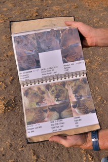 Classification guide from the Zambian Carnivore Programme, ZCP, for the lions of the Nsefu Sector,