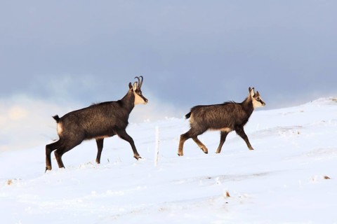 Chamois, Female with young, Jurassic, Switzerland, Europe