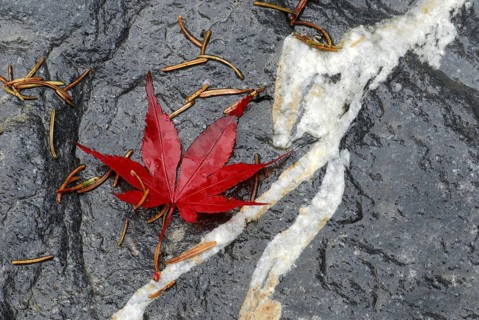 Japanese (Acer japonicum aconitifolium) maple, leaf on wet stone