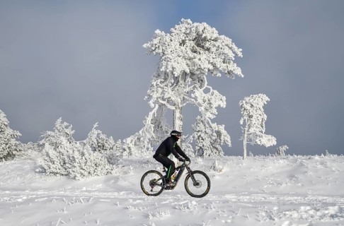Mountain biker in front of snowy pine near the peak of Hornisgrinde 1164 m, snow, near Seebach,
