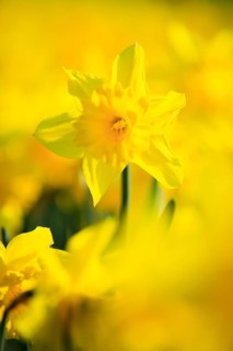Wild daffodils ( Narcissus pseudonarcissus) , Switzerland, Europe