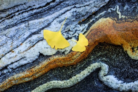 Ginkgo, Ticino, rock pattern, rock, ginkgo leaves, leaves, stone structure, Ticino, Switzerland,