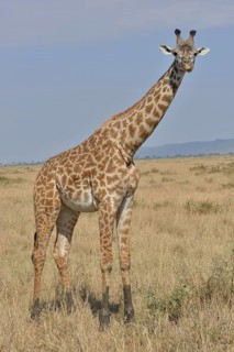 Maasai Giraffe or Kilimanjaro Giraffe (Giraffa camelopardalis tippelskirchi), Massai Mara, Rift