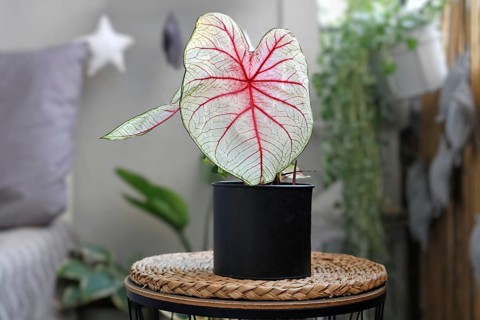 Beautiful exotic 'Caladium White Queen' plant with white leaves and pink veins in black flower pot