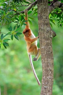 Coati, young, Labuk Bay, Sabah, proboscis monkey (Nasalis larvatus), Malaysia, Asia