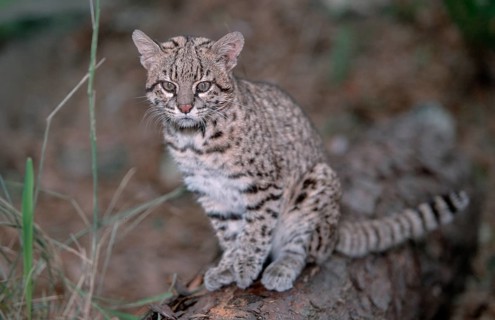 Geoffroy's Cat (Felis geoffroyi), small spotted cat