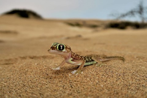 Namib gecko, namib sand gecko, web-footed gecko (Pachydactylus rangei), Namib Desert, Namibia,