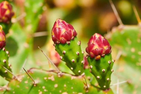 Indian fig opuntia (Opuntia ficus-indica) blossoms and fruits, ebro delta, Catalonia, Spain, Europe