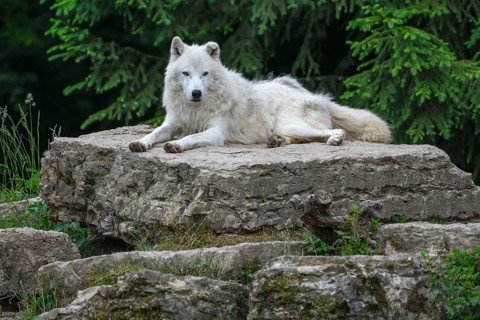 Arctic wolf (Canis lupus arctos), lying on rock, Parc Animalier de Sainte-Croix, Natural Park, near