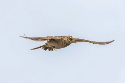Eurasian Skylark (Alauda arvensis) in flight, Burgenland, Austria, Europe